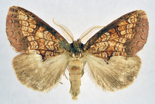 /filer/webapps/moths/media/images/A/argyrophora_Baliopteryx_AM_NHMO.jpg
