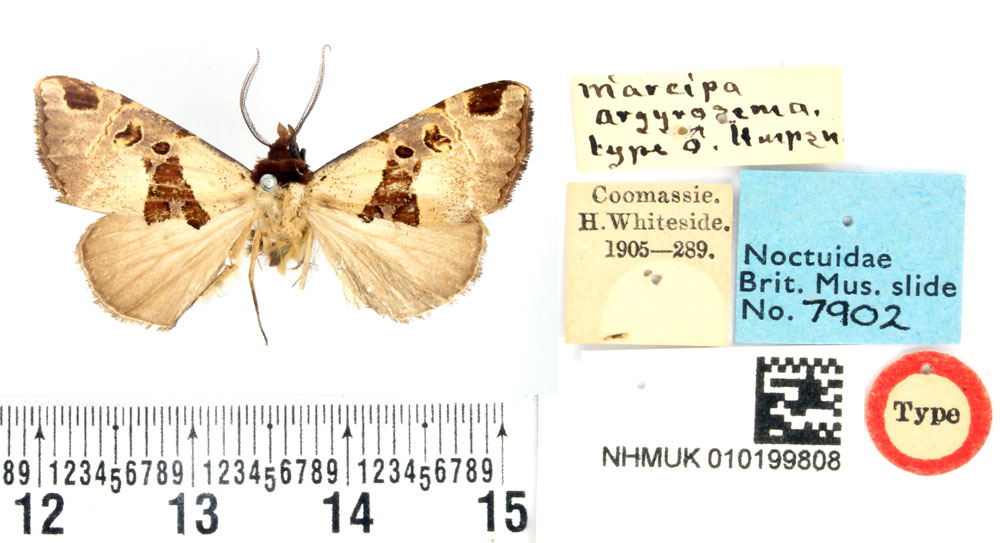 /filer/webapps/moths/media/images/A/argyrosema_Marcipa_HT_BMNH.jpg