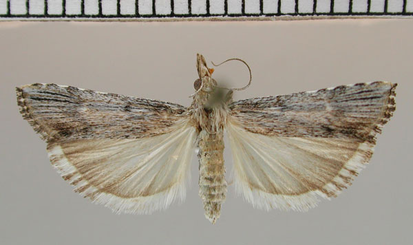 /filer/webapps/moths/media/images/A/ariditatis_Crambicybalomia_PT_NMNW.jpg