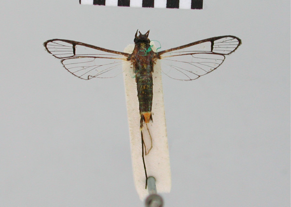 /filer/webapps/moths/media/images/A/aristura_Camaegeria_HT_BMNH.jpg