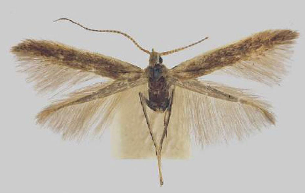 /filer/webapps/moths/media/images/A/armata_Coleophora_HT_TMSA.jpg