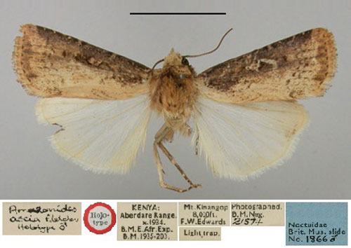/filer/webapps/moths/media/images/A/ascia_Amazonides_HT_BMNH.jpg