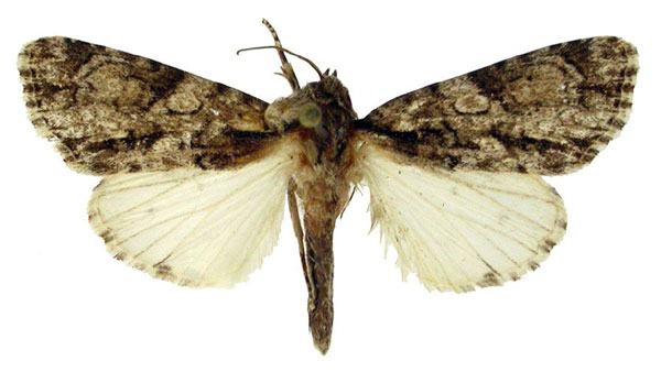 /filer/webapps/moths/media/images/A/asirensis_Berionycta_HT_BMNH.jpg