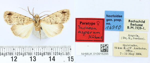 /filer/webapps/moths/media/images/A/aspera_Tachosa_PT_BMNH.jpg
