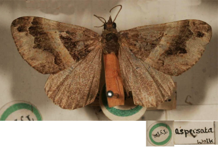 /filer/webapps/moths/media/images/A/aspersata_Cidaria_HT_BMNH.jpg
