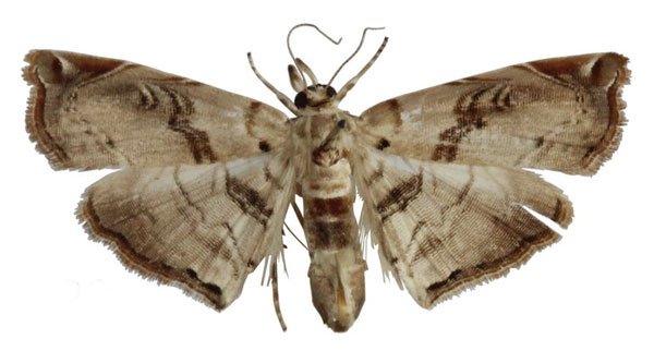 /filer/webapps/moths/media/images/A/aspidophoralis_Melouia_HT_BMNH.jpg