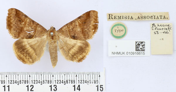 /filer/webapps/moths/media/images/A/associata_Remigia_HT_BMNH.jpg