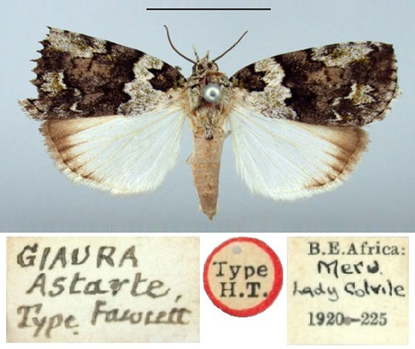 /filer/webapps/moths/media/images/A/astarte_Giaura_HT_BMNH.jpg
