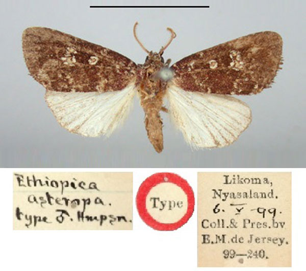 /filer/webapps/moths/media/images/A/asteropa_Ethiopica_HT_BMNH.jpg