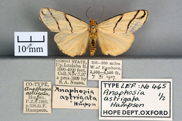 /filer/webapps/moths/media/images/A/astrigata_Anaphosia_PT_OUMNH_01.jpg