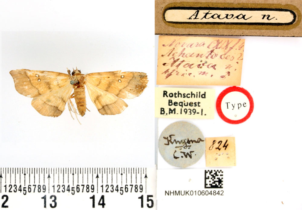 /filer/webapps/moths/media/images/A/atava_Achantodes_HT_BMNH.jpg