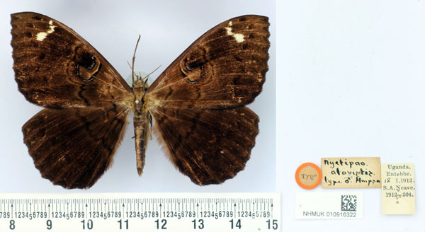 /filer/webapps/moths/media/images/A/atavistis_Nyctipao_HT_BMNH.jpg