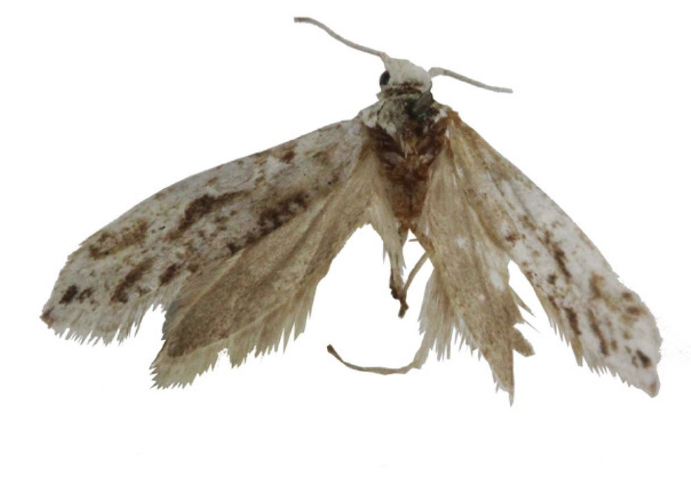 /filer/webapps/moths/media/images/A/athyris_Yponomeuta_HT_BMNH.jpg