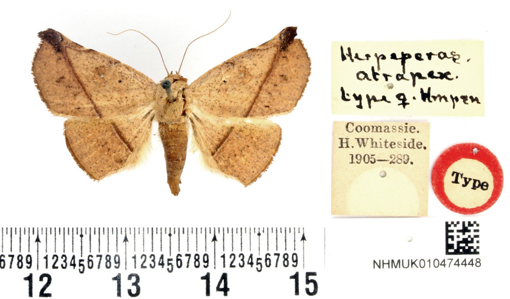 /filer/webapps/moths/media/images/A/atrapex_Herpeperas_HT_BMNH.jpg