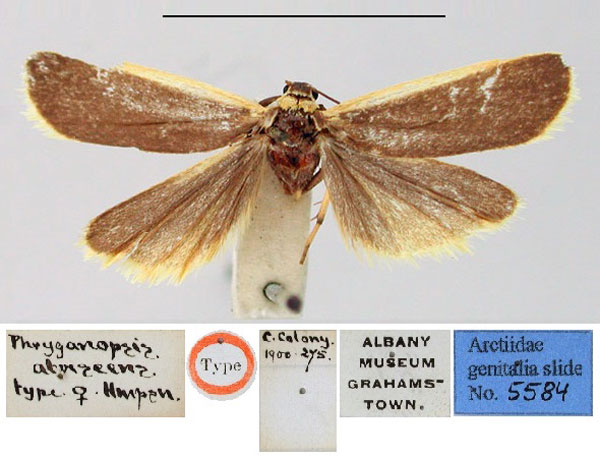 /filer/webapps/moths/media/images/A/atrescens_Phryganopsis_HT_BMNH.jpg