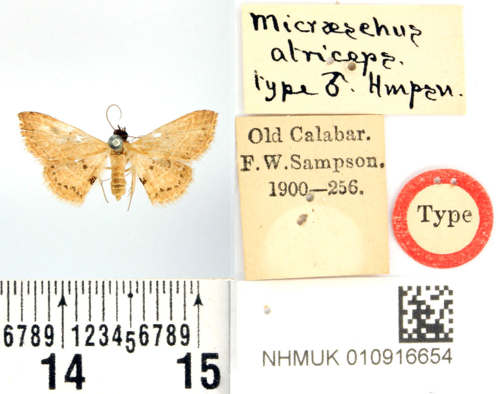 /filer/webapps/moths/media/images/A/atriceps_Enispa_HT_BMNH.jpg