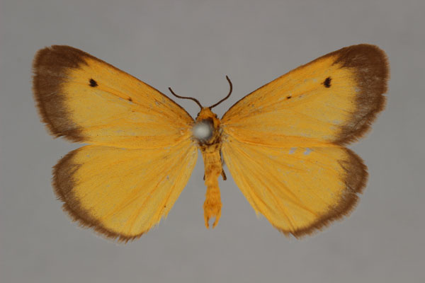 /filer/webapps/moths/media/images/A/atricincta_Eurozonosia_HT_BMNH.jpg