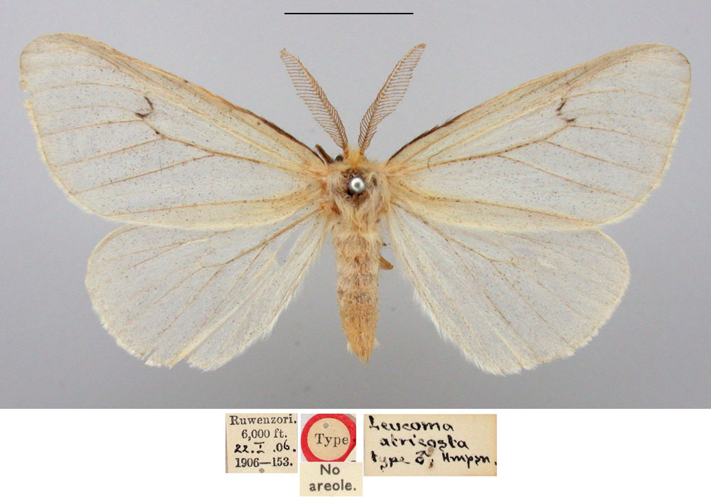 /filer/webapps/moths/media/images/A/atricosta_Leucoma_HT_BMNH.jpg