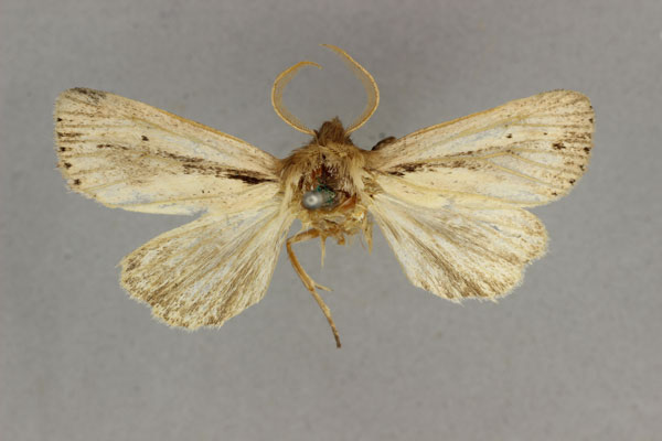 /filer/webapps/moths/media/images/A/atrifascia_Estigmene_HT_BMNH.jpg