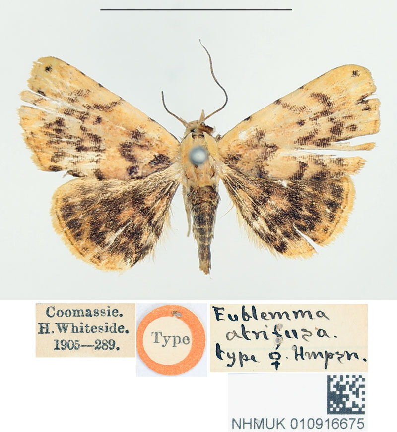 /filer/webapps/moths/media/images/A/atrifusa_Eublemma_HT_BMNH.jpg