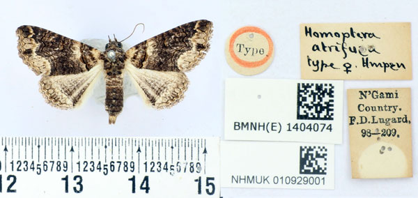 /filer/webapps/moths/media/images/A/atrifusa_Homoptera_HT_BMNH.jpg