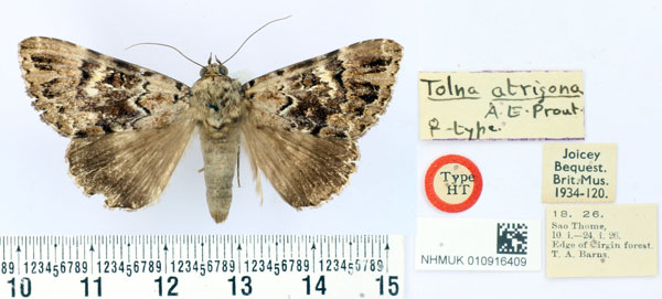 /filer/webapps/moths/media/images/A/atrigona_Tolna_ST_BMNH.jpg