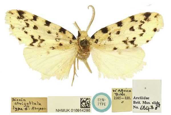/filer/webapps/moths/media/images/A/atriguttata_Siccia_LT_BMNH.jpg