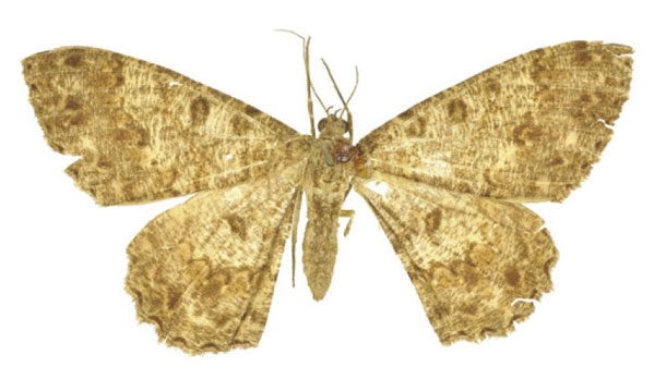 /filer/webapps/moths/media/images/A/atrilunaria_Boarmia_LT_BMNH.jpg