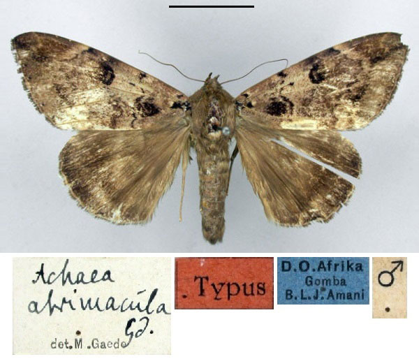 /filer/webapps/moths/media/images/A/atrimacula_Achaea_HT_ZMHB.jpg
