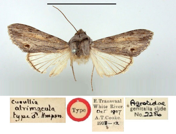 /filer/webapps/moths/media/images/A/atrimacula_Cucullia_HT_BMNH.jpg