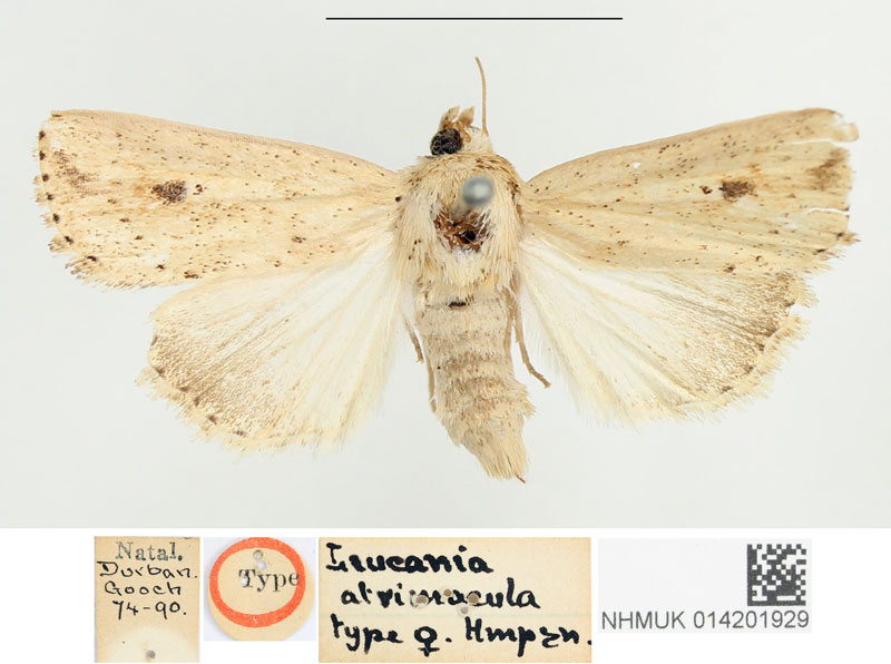 /filer/webapps/moths/media/images/A/atrimacula_Leucania_HT_BMNH.jpg