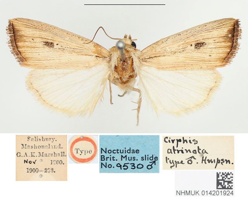 /filer/webapps/moths/media/images/A/atrinota_Cirphis_HT_BMNH.jpg