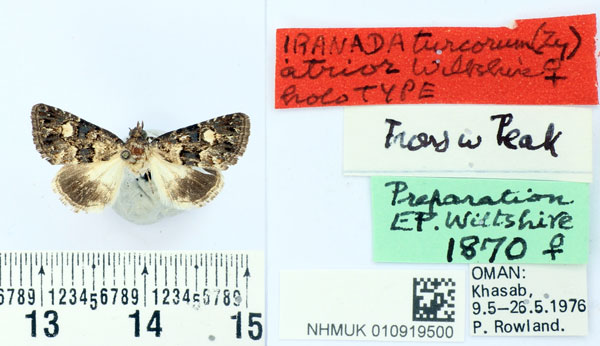 /filer/webapps/moths/media/images/A/atrior_Iranada_HT_BMNH.jpg