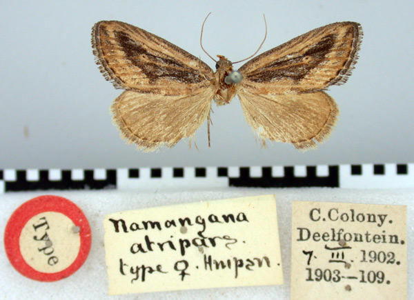 /filer/webapps/moths/media/images/A/atripars_Namangana_HT_BMNH.jpg