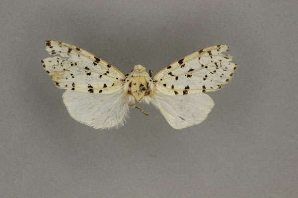 /filer/webapps/moths/media/images/A/atripes_Paralpenus_HT_BMNH.jpg