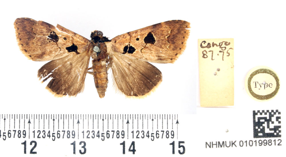/filer/webapps/moths/media/images/A/atriplaga_Hypaetra_HT_BMNH.jpg