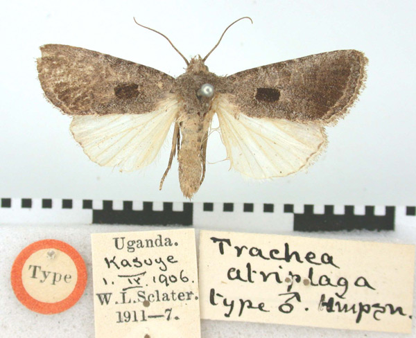 /filer/webapps/moths/media/images/A/atriplaga_Trachea_HT_BMNH.jpg