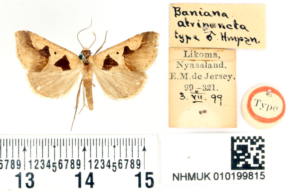 /filer/webapps/moths/media/images/A/atripuncta_Baniana_AM_BMNH.jpg