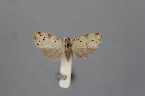 /filer/webapps/moths/media/images/A/atripuncta_Nola_HT_BMNH.jpg