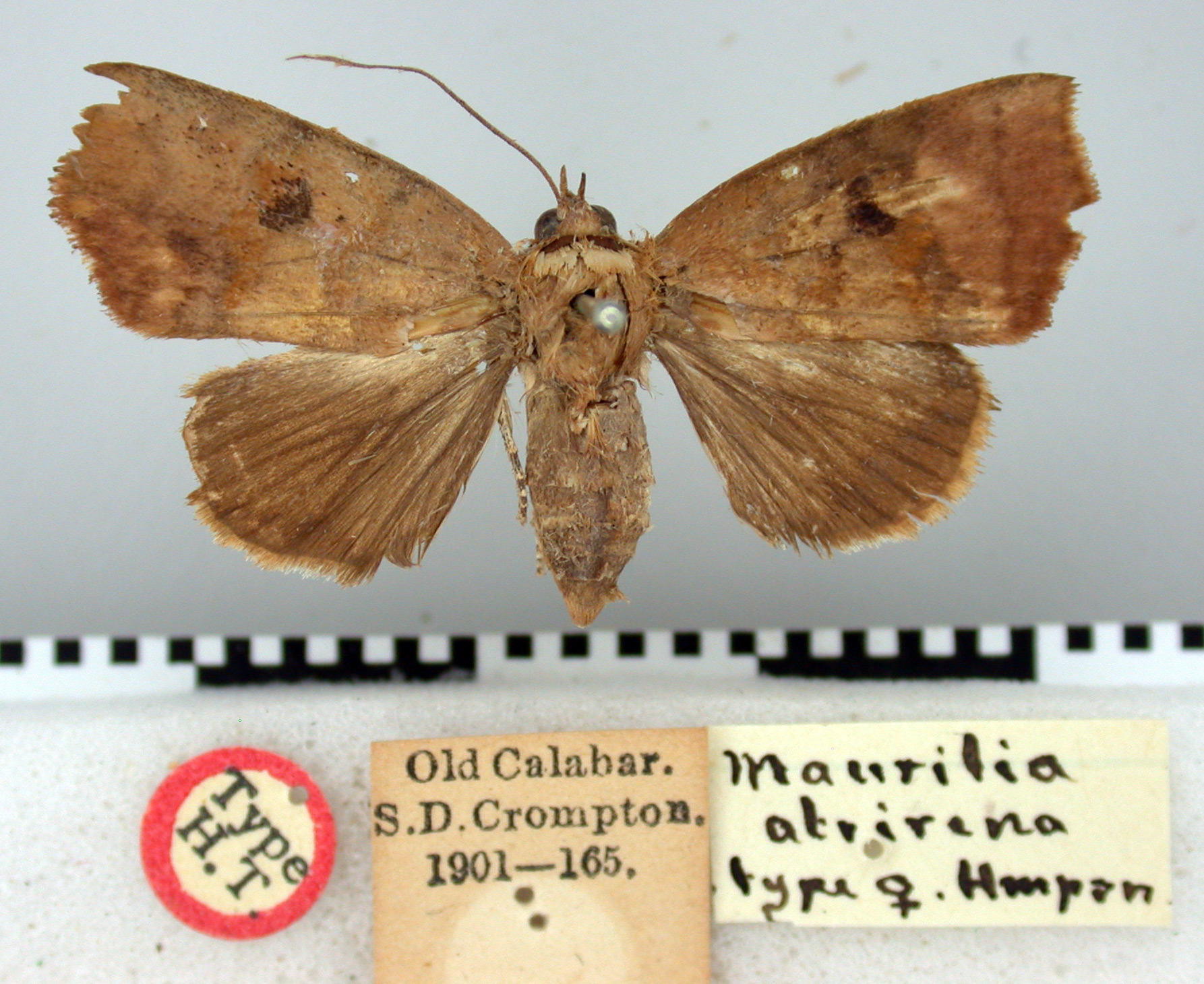 /filer/webapps/moths/media/images/A/atrirena_Maurilia_HT_BMNH.jpg