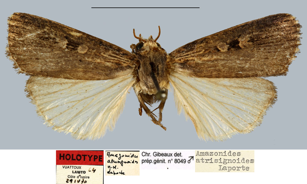 /filer/webapps/moths/media/images/A/atrisignoides_Amazonides_HT_MNHN.jpg