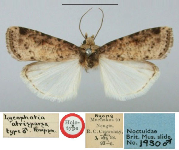 /filer/webapps/moths/media/images/A/atrisparsa_Lycophotia_HT_BMNH.jpg