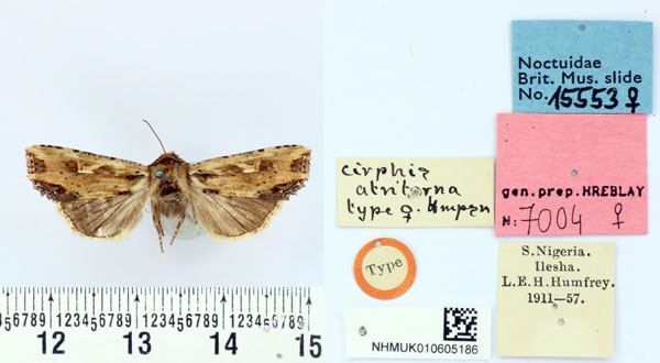 /filer/webapps/moths/media/images/A/atritorna_Cirphis_HT_BMNH.jpg