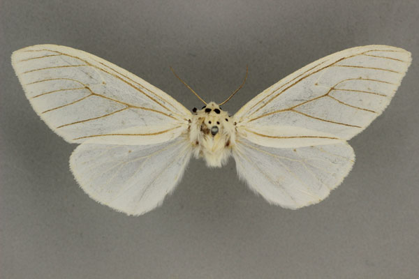 /filer/webapps/moths/media/images/A/atrivena_Creatonotos_HT_BMNH.jpg