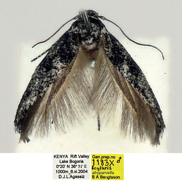/filer/webapps/moths/media/images/A/atroparvella_Scythris_HT_BMNH_q4w9JZr.jpg