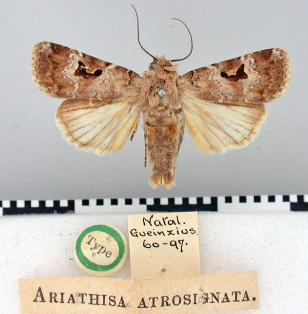 /filer/webapps/moths/media/images/A/atrosignata_Ariathisa_HT_BMNH.jpg