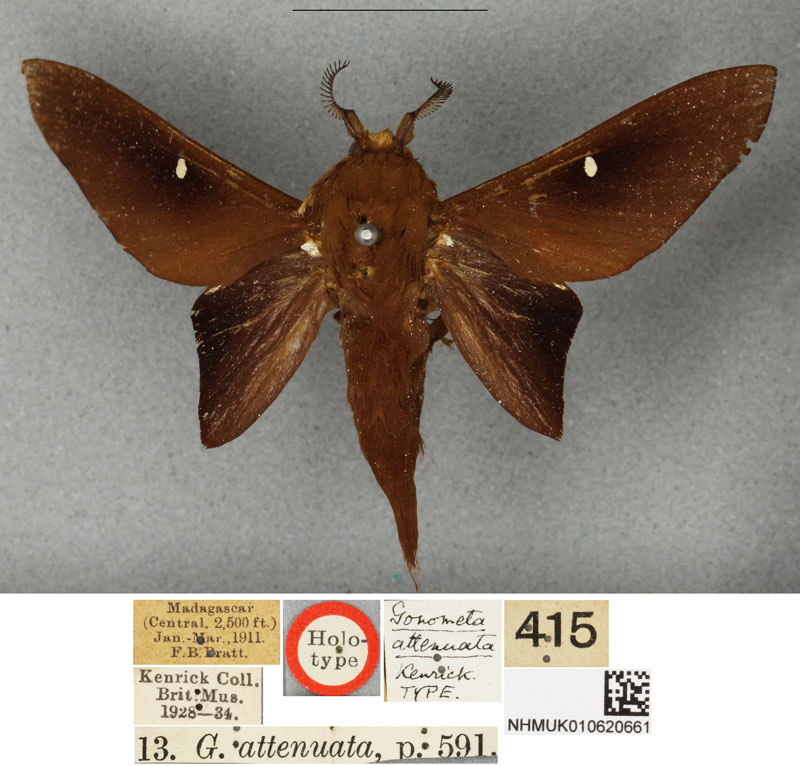 /filer/webapps/moths/media/images/A/attenuata_Borocera_HT_BMNH.jpg