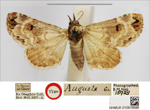 /filer/webapps/moths/media/images/A/augusta_Erastria_HT_BMNH.jpg