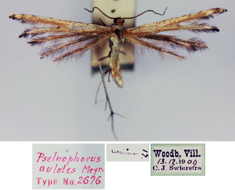 /filer/webapps/moths/media/images/A/aulotes_Pselnophorus_LT_TMSA.jpg