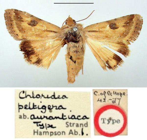 /filer/webapps/moths/media/images/A/aurantiaca_Chloridea_HT_BMNH.jpg